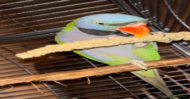 Parakeets birds - Advert 9