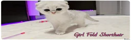 Scottish Fold cats for sale: Scotish Fold Kittens - Advert 13
