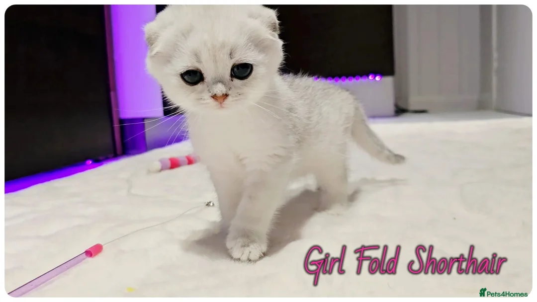 Scottish Fold cats for sale: Scotish Fold Kittens - Advert 13