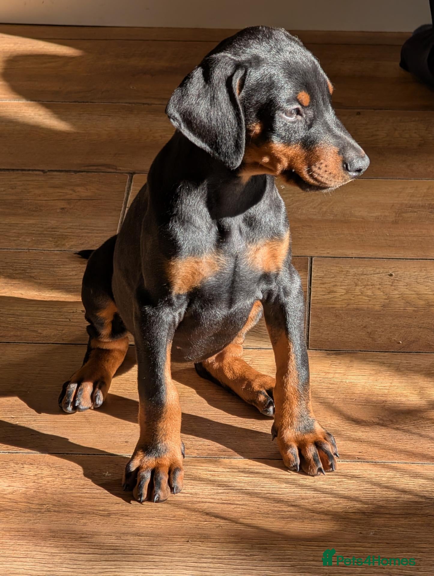Dobermann dogs Beautiful KC Doberman Pups - Advert 1