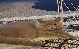 British Shorthair cats for stud: LILAC BOY GCCF Registered ready for Stud service  in Leigh - Image 7