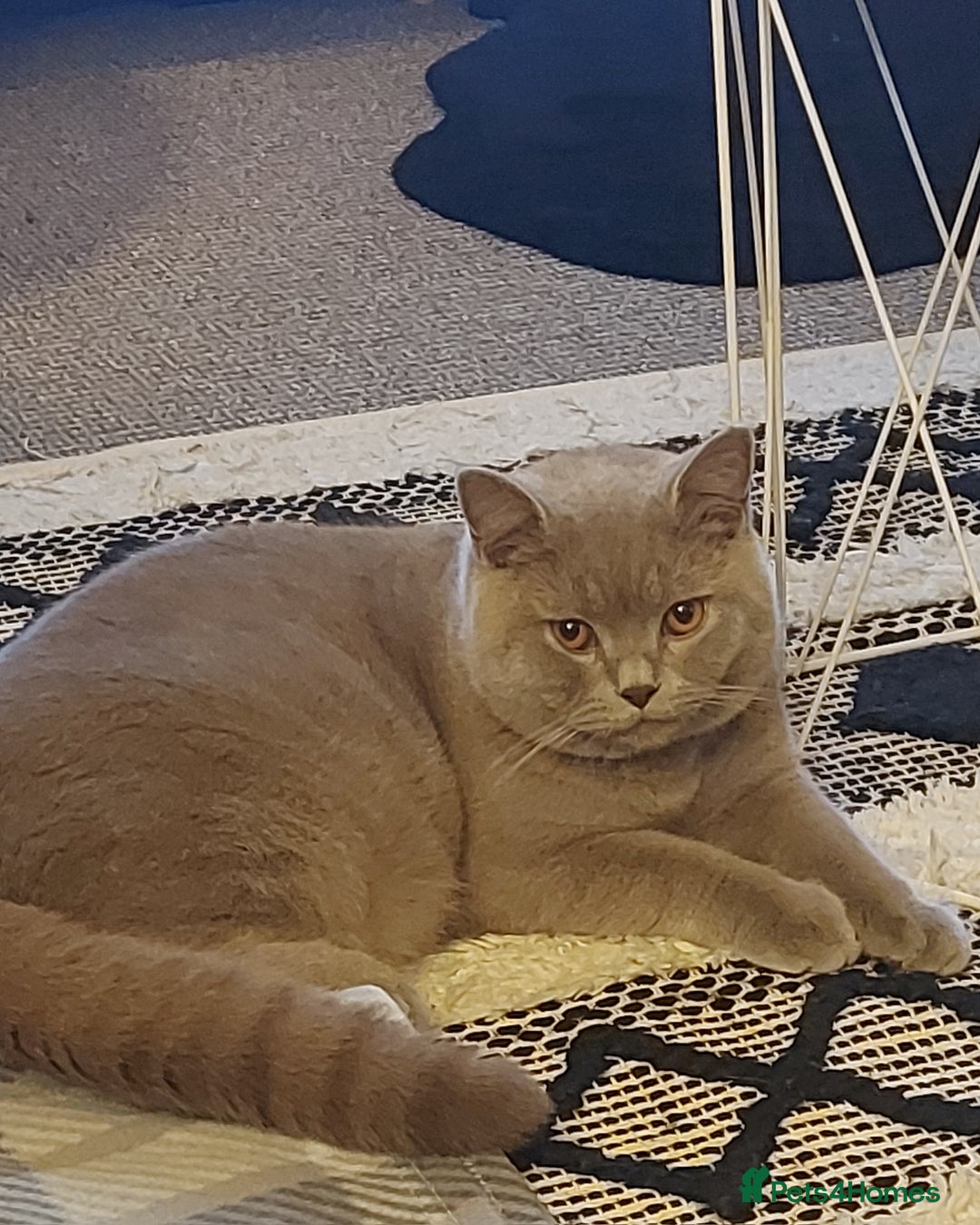 British Shorthair cats for stud: LILAC BOY GCCF Registered ready for Stud service  in Leigh - Image 7