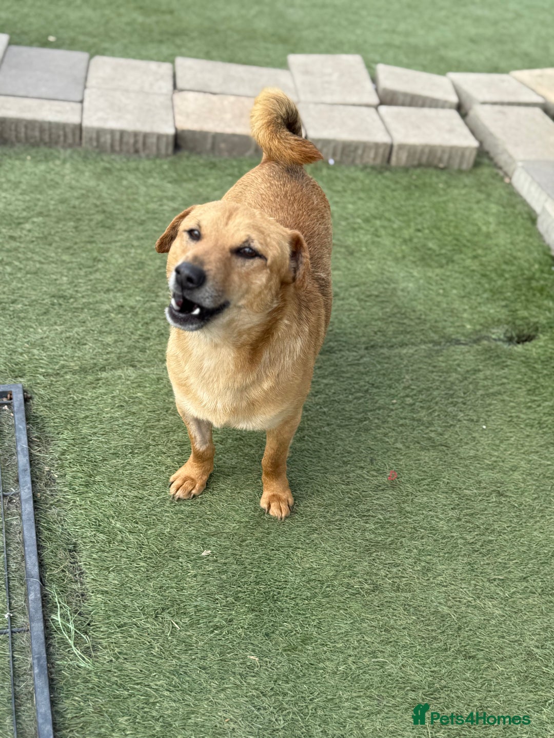 Mixed Breed dogs for adoption: Cute Jerry Needs Love  - Image 9