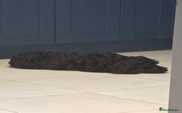 Cockapoo dogs for sale: Doris the Cockerpoo - Image 6
