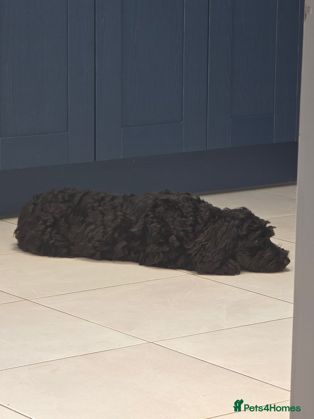 Cockapoo dogs for sale: Doris the Cockerpoo - Image 6
