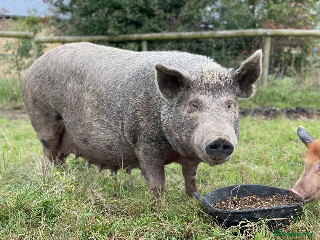 Pig livestock for sale: Three little pigs, Iron Age & Kune - Image 6