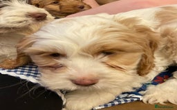 Cockapoo dogs for sale: Chunky Cockapoo Puppies - Image 8