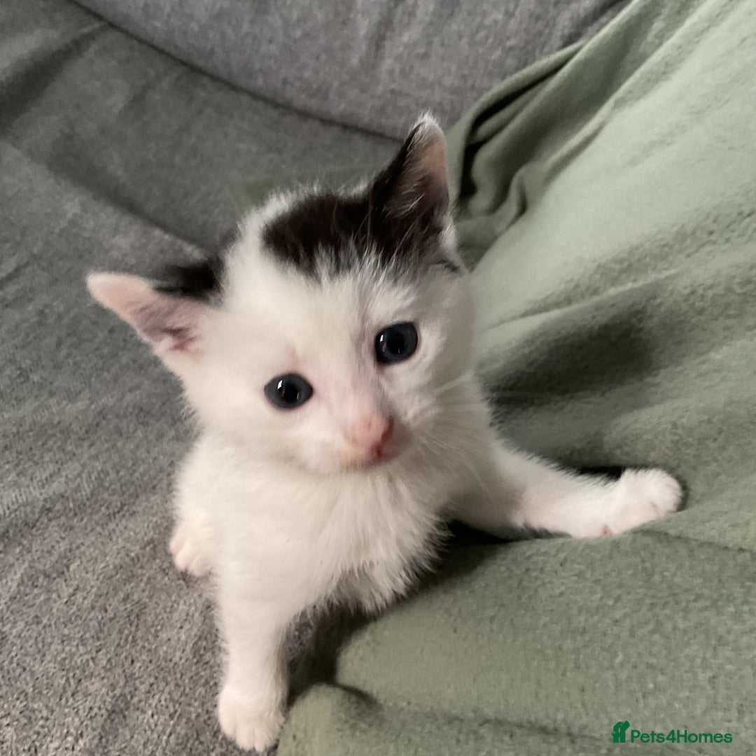 Mixed Breed cats for sale: Two white with black patches kittens  - Image 6