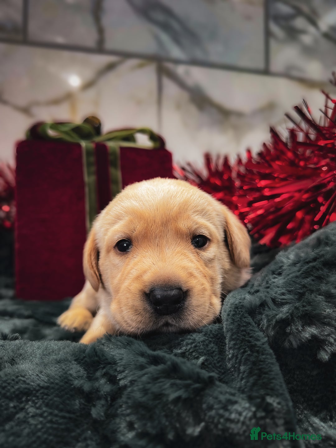 Labrador Retriever dogs for sale: Gorgeous Half Show KC Labrador Retriever Puppies - Advert 5