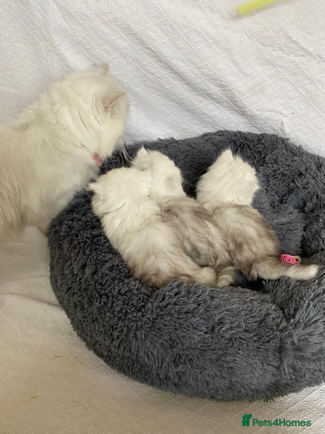 Persian cats for sale: Persian kitten - Advert 7