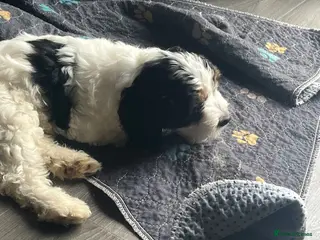 Cockapoo dogs Cockapoo’s ready now amazing smart cuddly - Advert 10
