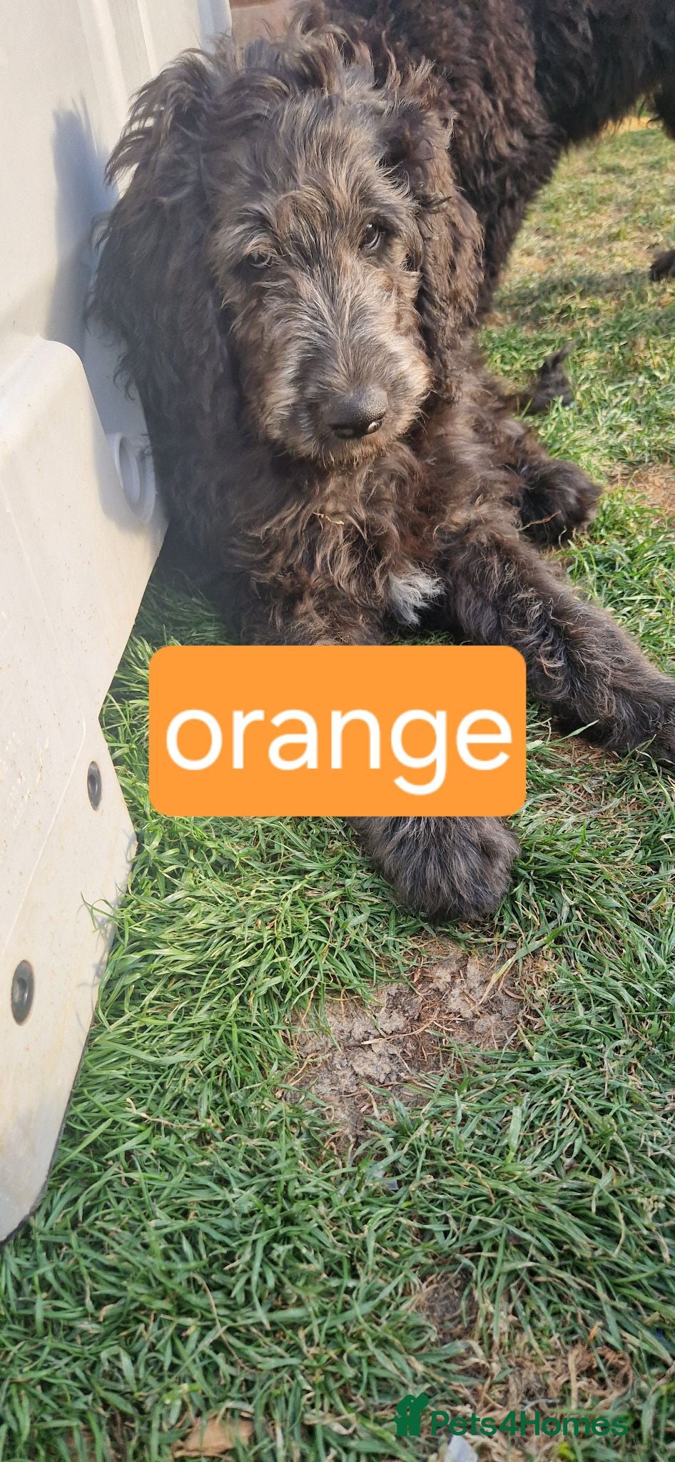Goldendoodle dogs F1B Rare black standard Goldendoodle North Wales  - Advert 2