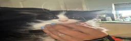 Mixed Breed cats for sale: 2x 10 week old kittens  - Advert 3