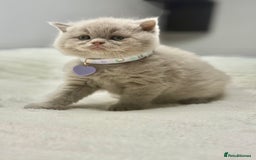 Scottish Fold cats for sale: Scottish fold - Image 15