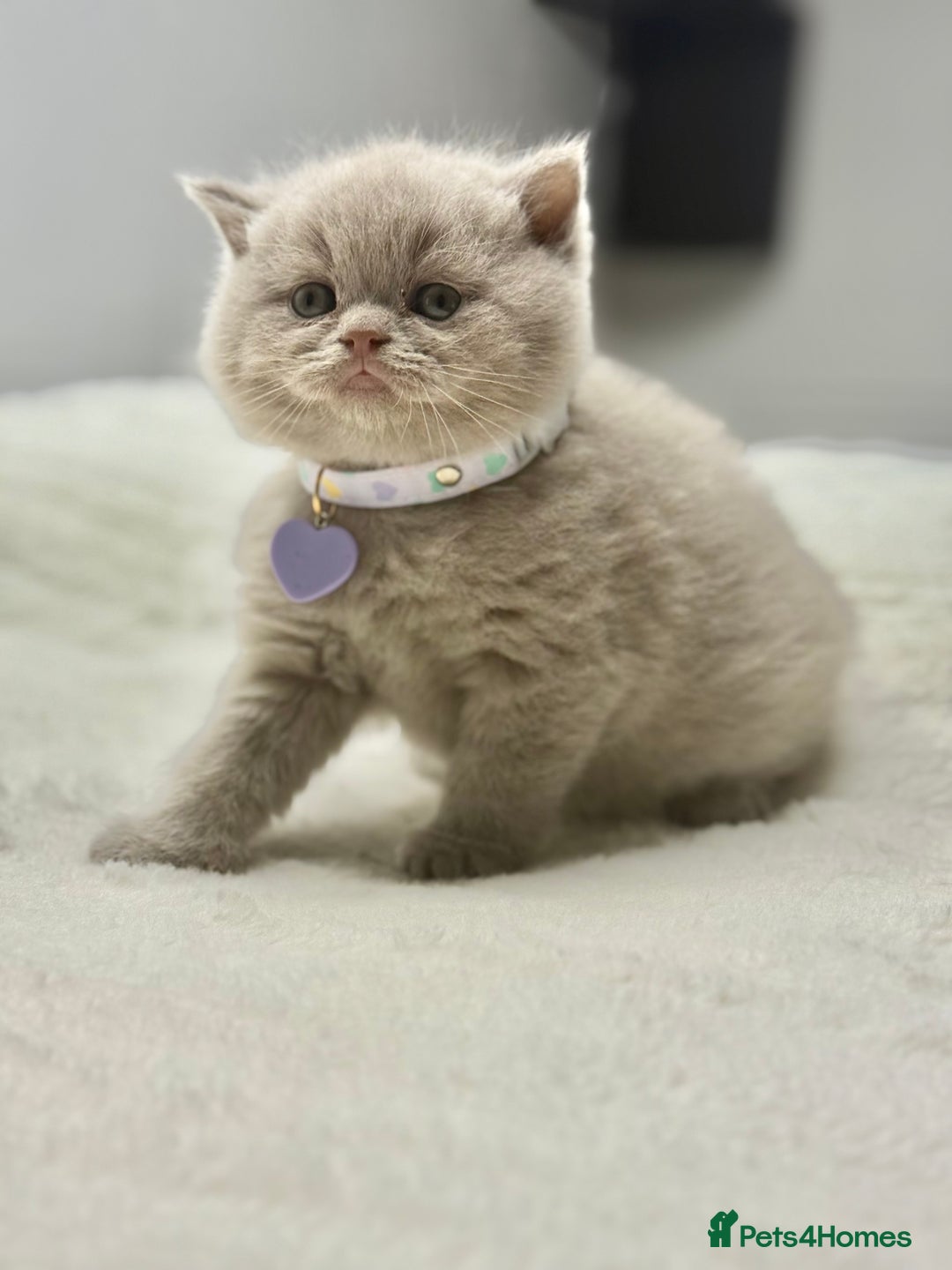 Scottish Fold cats for sale: Scottish fold - Image 15