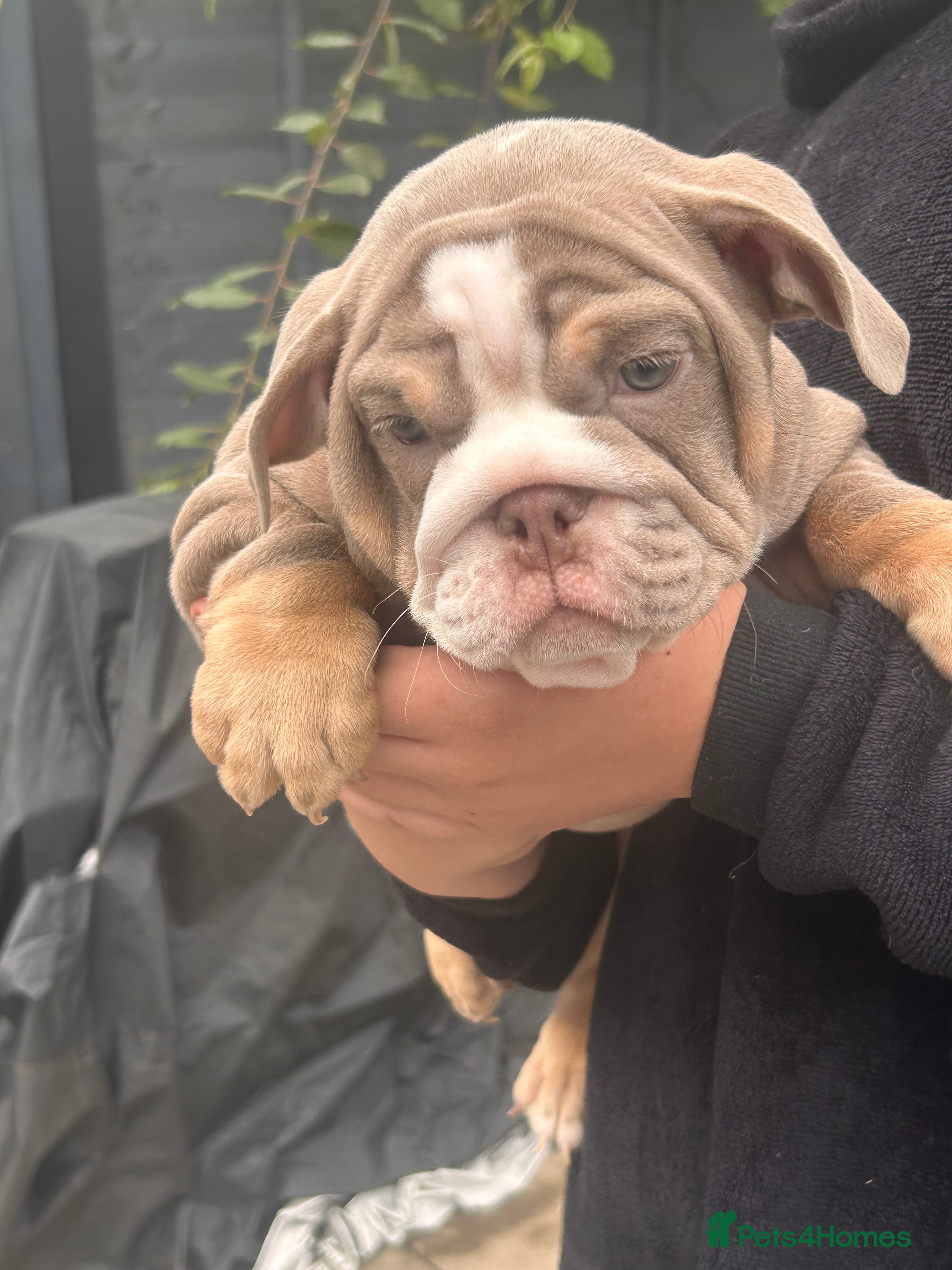 English Bulldog dogs Winnie’s amazing litter of 6 beautiful babies - Advert 2
