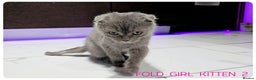 Scottish Fold cats for sale: SCOTTISH FOLD KITTENS (DELIVERY  AVAILABLE) - Advert 20