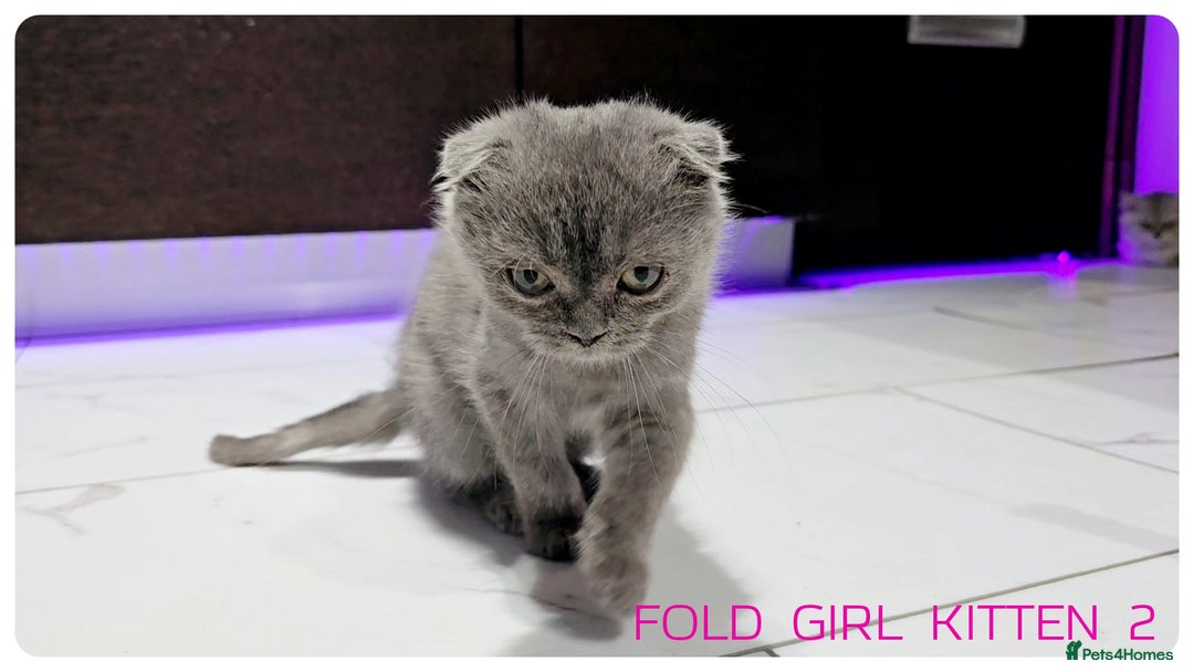 Scottish Fold cats for sale: SCOTTISH FOLD KITTENS (DELIVERY  AVAILABLE) - Image 25