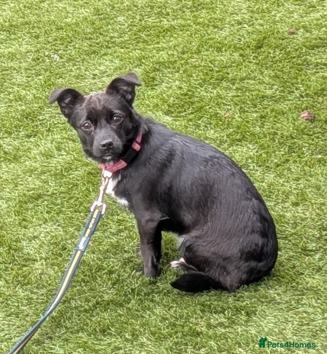 Mixed Breed dogs for sale: 8 month jack Russell/ chihuahua  - Advert 8