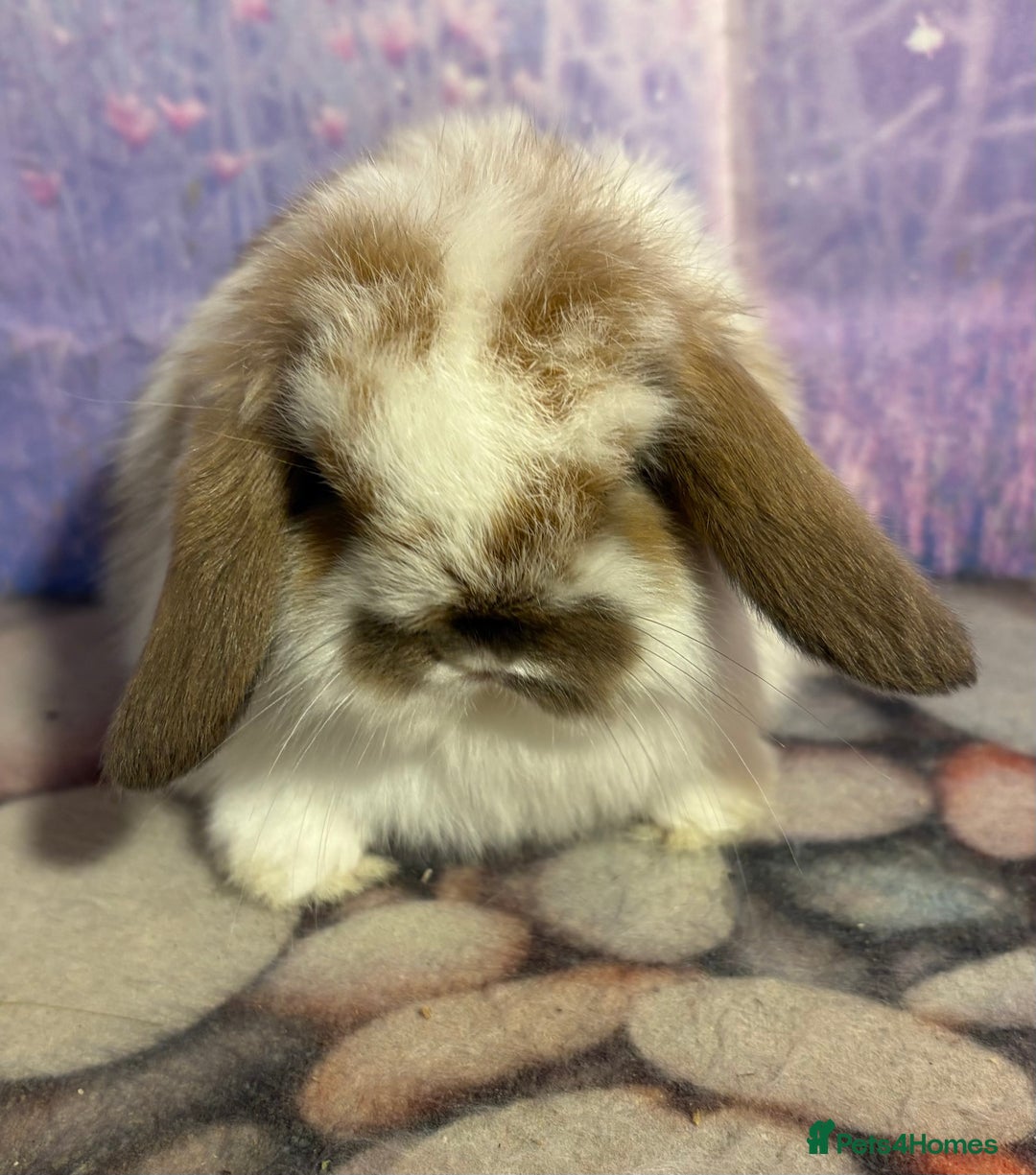 Mini Lion Lop rabbits for sale: Double mane lionlops vaccinated soon available  - Advert 7