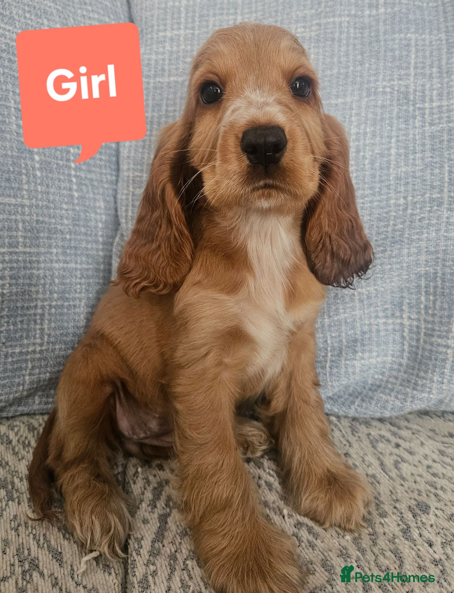 Cocker Spaniel dogs Ready to go 3boys 1 girl Left Show cocker spaniels - Advert 1