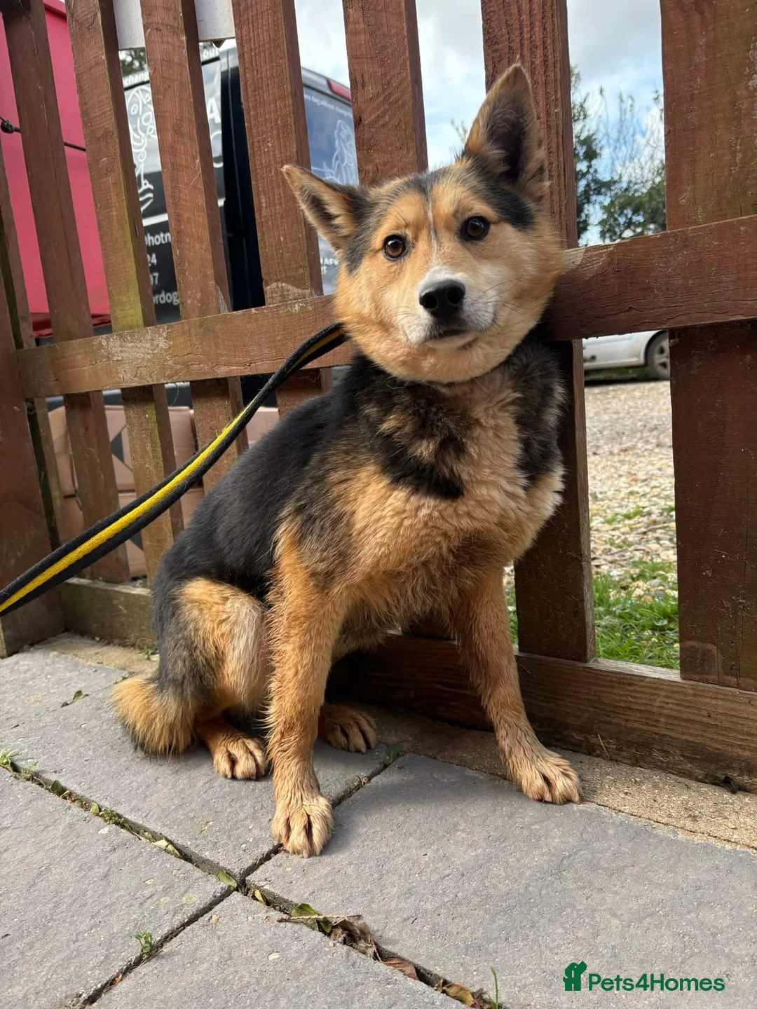 Mixed Breed dogs for adoption: Bowie - Norwich Norfolk  - Advert 2