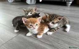 Mixed Breed cats for sale: One tabby boy left - Image 5