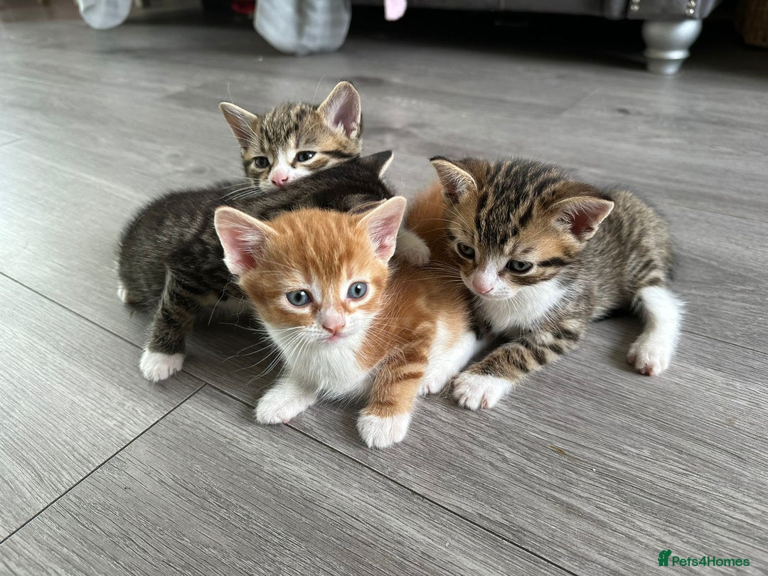 Mixed Breed cats for sale: One tabby boy left - Image 5