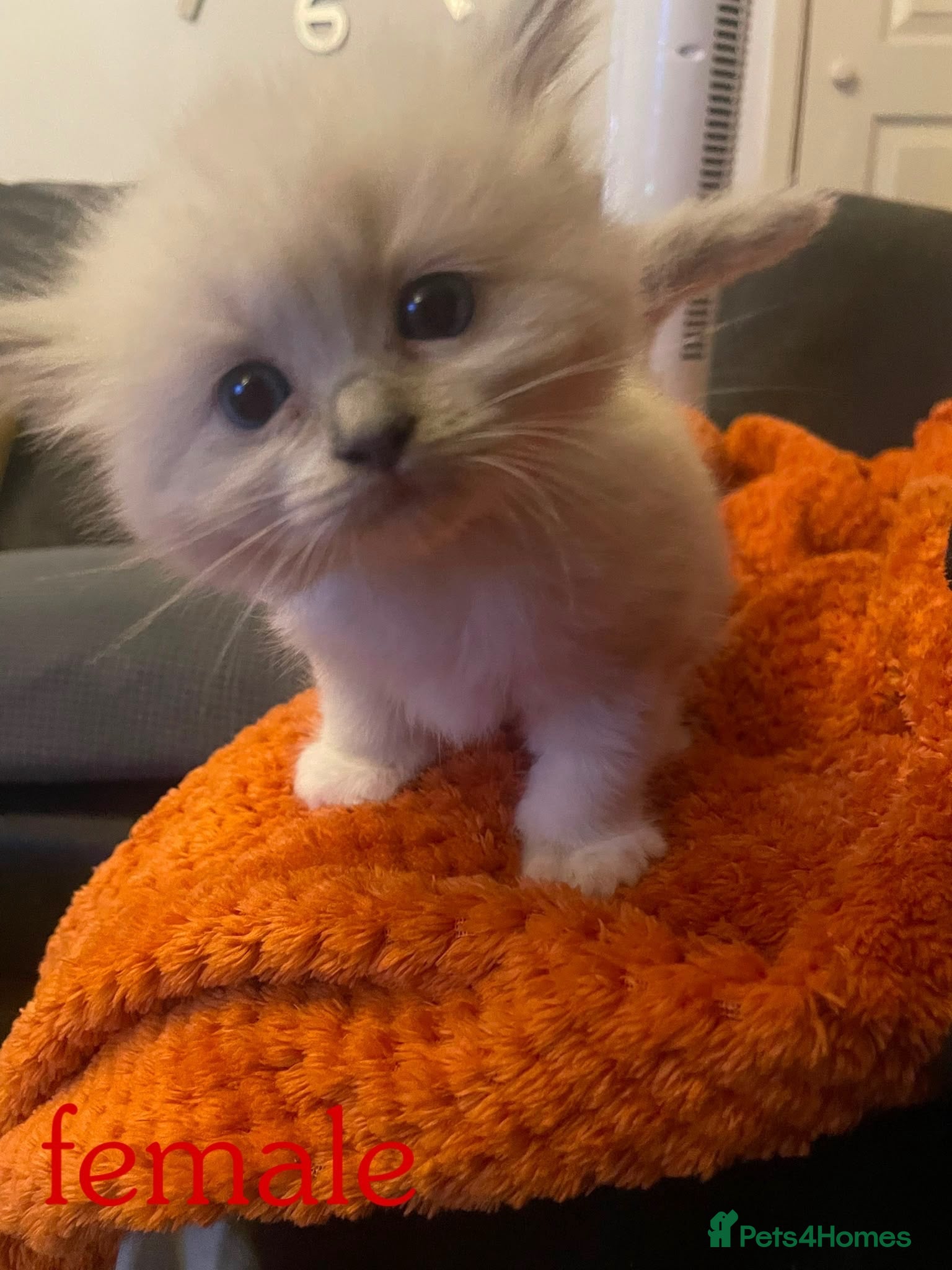 Ragdoll cats Gorgeous Ragdoll Kittens - Advert 1