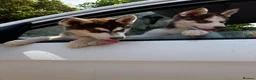 Siberian Husky dogs for sale: Beautiful Purebred Red Siberian Husky Girls - Advert 26
