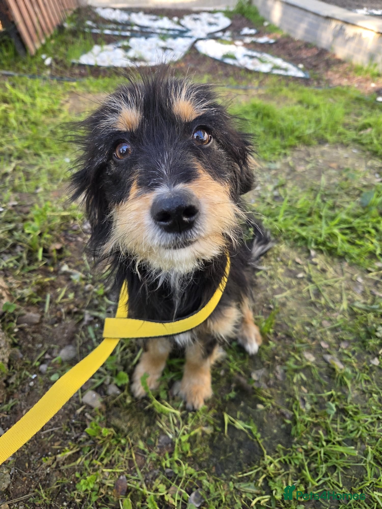 Mixed Breed dogs Terrier Mix, 1 year Old Leyla is Ready for Adopt - Advert 1