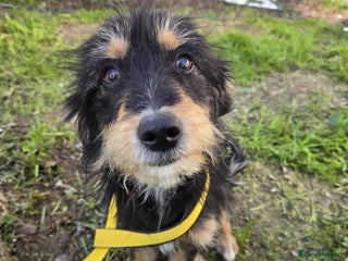 Mixed Breed dogs Terrier Mix, 1 year Old Leyla is Ready for Adopt - Advert 1