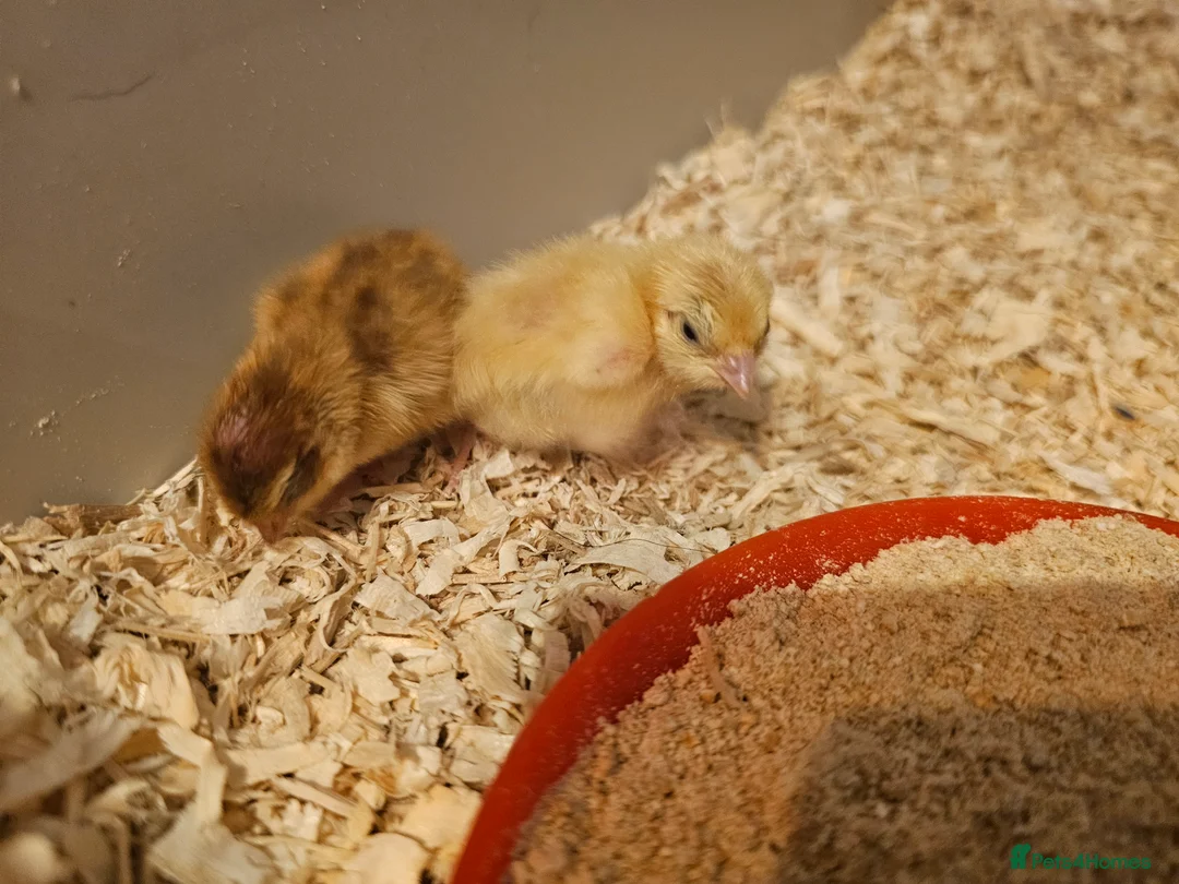 Quail poultry for sale: Coturnix (Japanese) Quail  - Advert 5