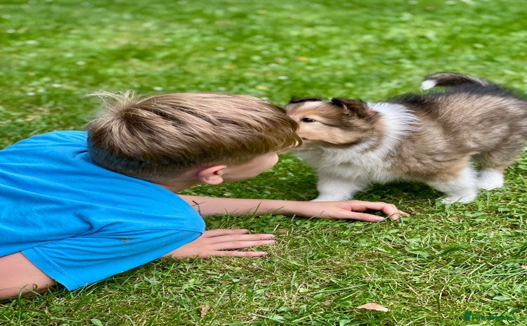Shetland Sheepdog dogs - Advert 1