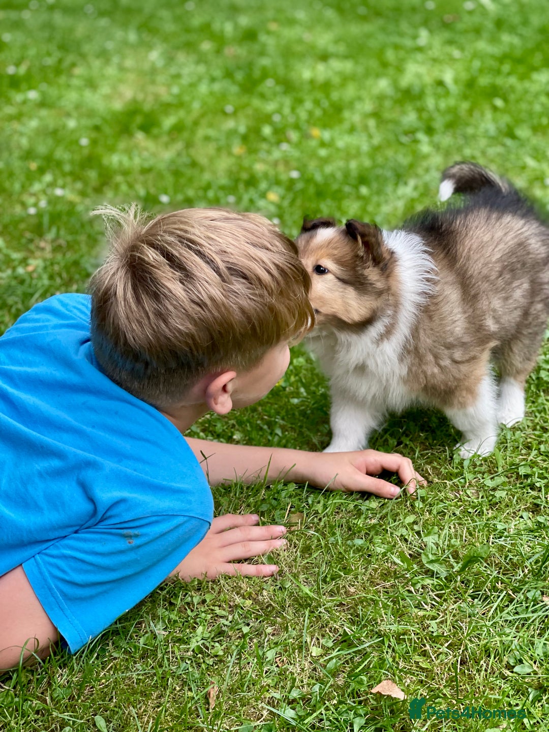 Shetland Sheepdog dogs for sale: Shetland Sheepdog/Sheltie puppy - Image 1