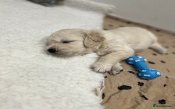 Golden Retriever dogs for sale: Stunning quality golden retriever puppies - Advert 10