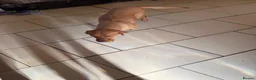 Labrador Retriever dogs for sale: Labrador puppies KC reg working in Sheffield - Advert 13