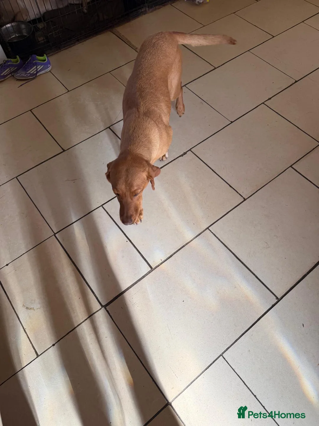 Labrador Retriever dogs for sale: Labrador puppies KC reg working in Sheffield - Advert 13