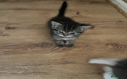 Ragdoll cats for sale: Ragdoll x tabby kittens - Image 17