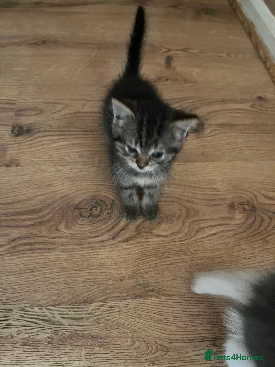 Ragdoll cats for sale: Ragdoll x tabby kittens - Image 17