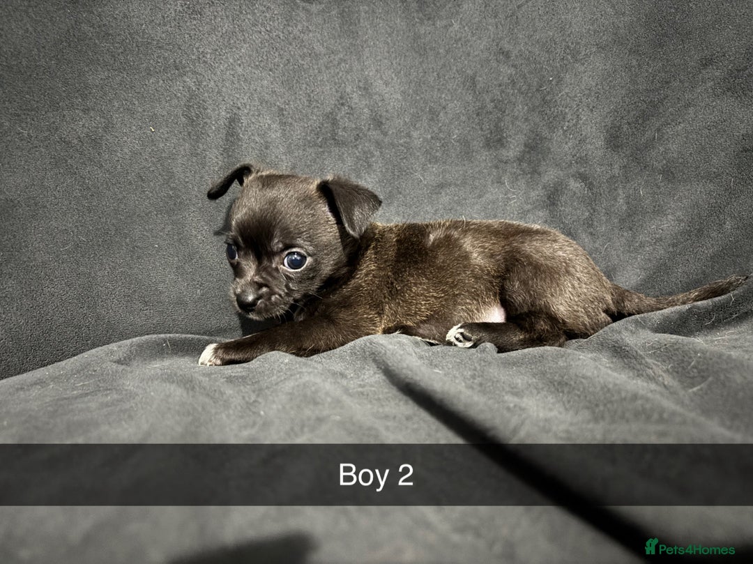 Chorkie dogs for sale: For sale  - Advert 4