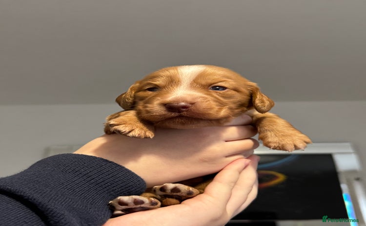Cocker Spaniel dogs - Advert 3