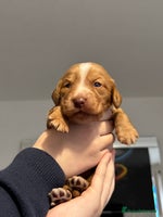 Cocker Spaniel dogs - Advert 4
