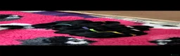 Labrador Retriever dogs for sale: KC Working Black Labrador Puppies  in Fordingbridge - Advert 7