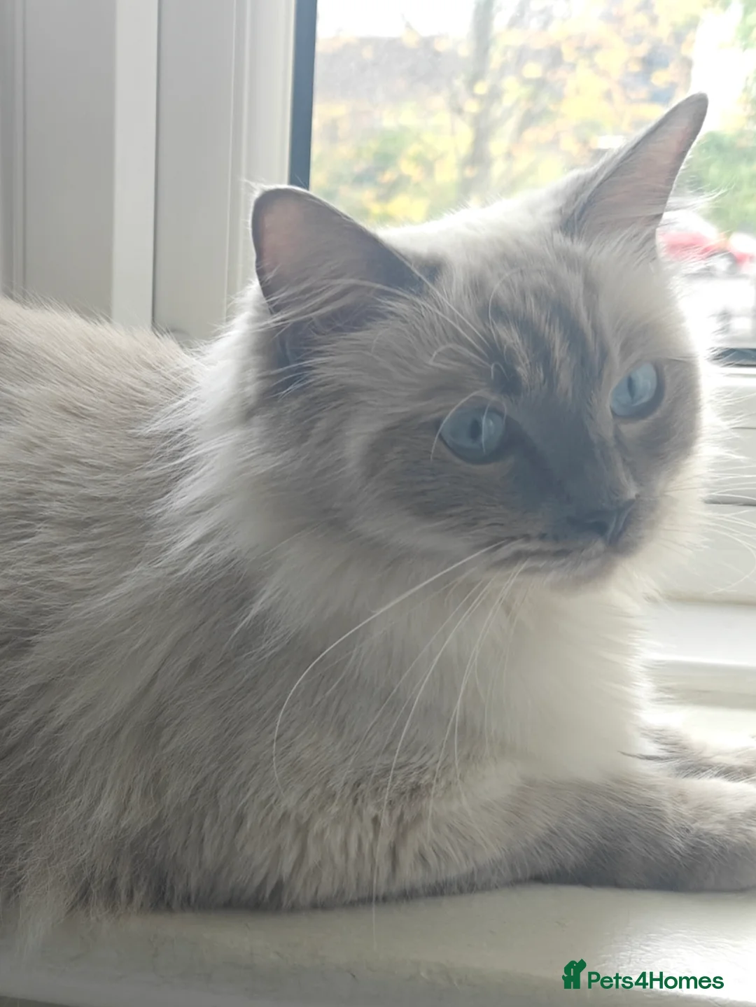 Ragdoll cats for sale: My stunning Ragdoll kittens - Advert 1