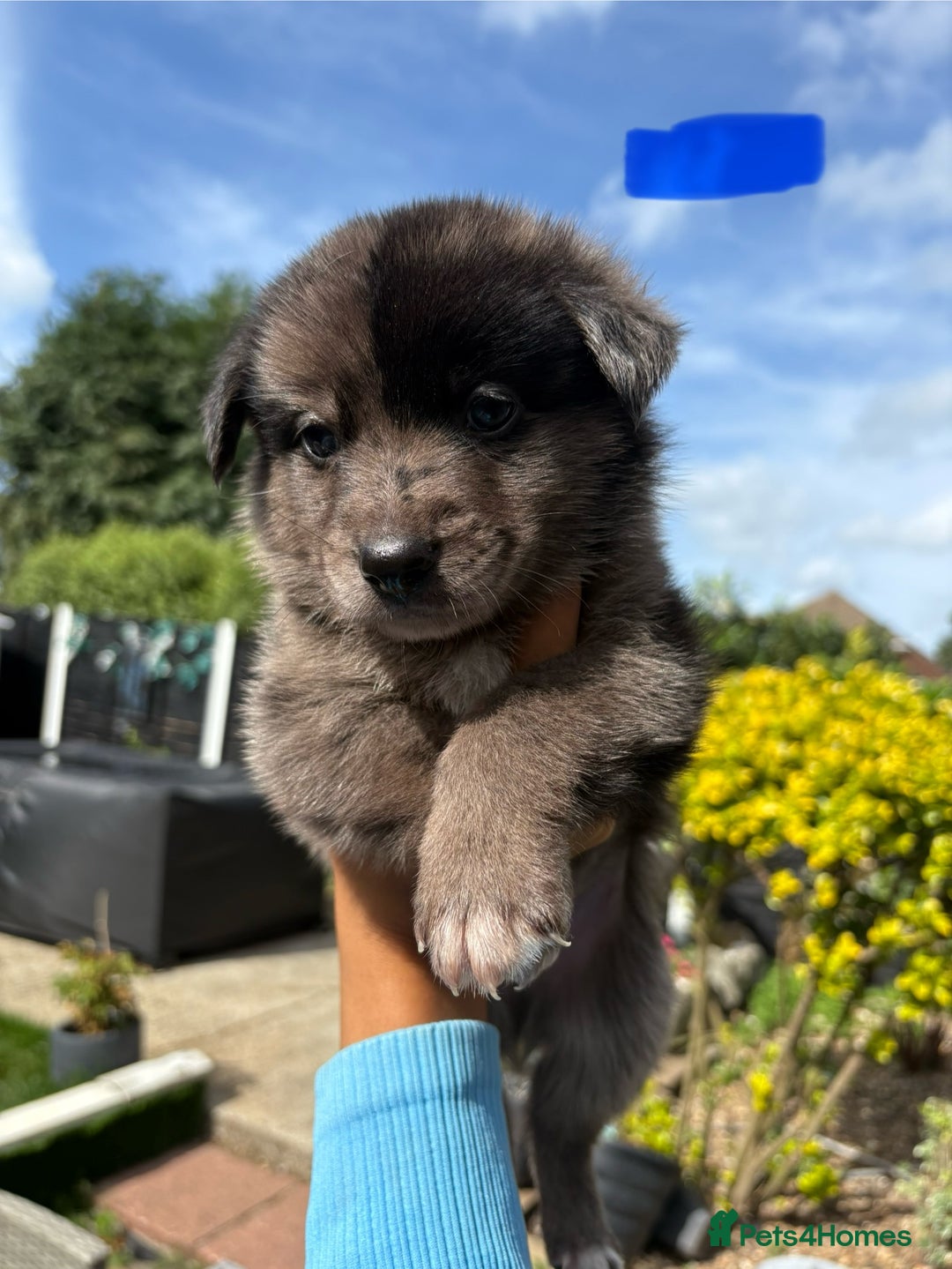 Mixed Breed dogs for sale: The most amazing pomsky  x german shepherd babies  - Image 4