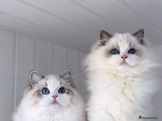 Perdoll cats Supreme champion sired bicolour kittens - Advert 5