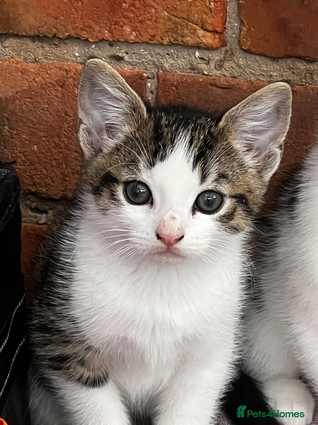 Mixed Breed cats for sale: Little kitten - Advert 4
