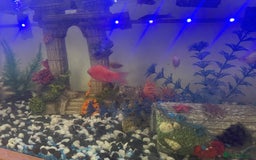 Goldfish fish for sale: Variety of fish and tank for sale in Cheltenham - Image 8