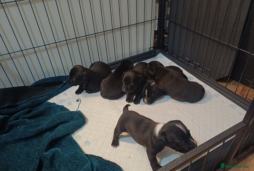 Mixed Breed dogs for sale: Adorable 3/4 Staff Bull Terrier 1/4 Jack Russell. - Advert 4